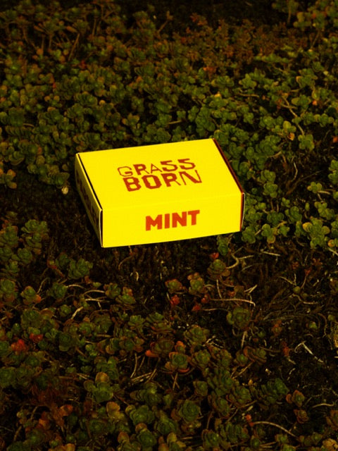 Compost Setje met Zaadjes GRASSBORN